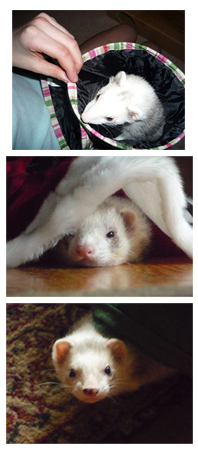 3 photos of ferrets