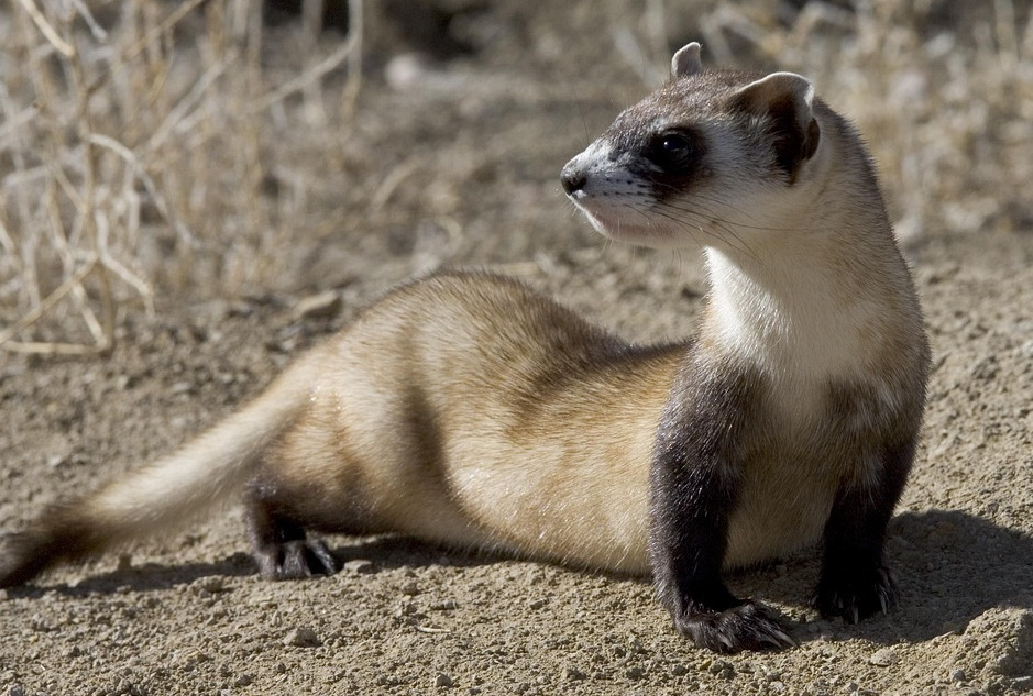 A black-footed ferret. Stock photo.
