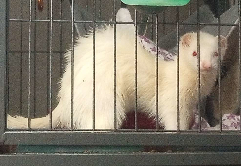 A domestic albino ferret in a cage. ©Mevima Winn