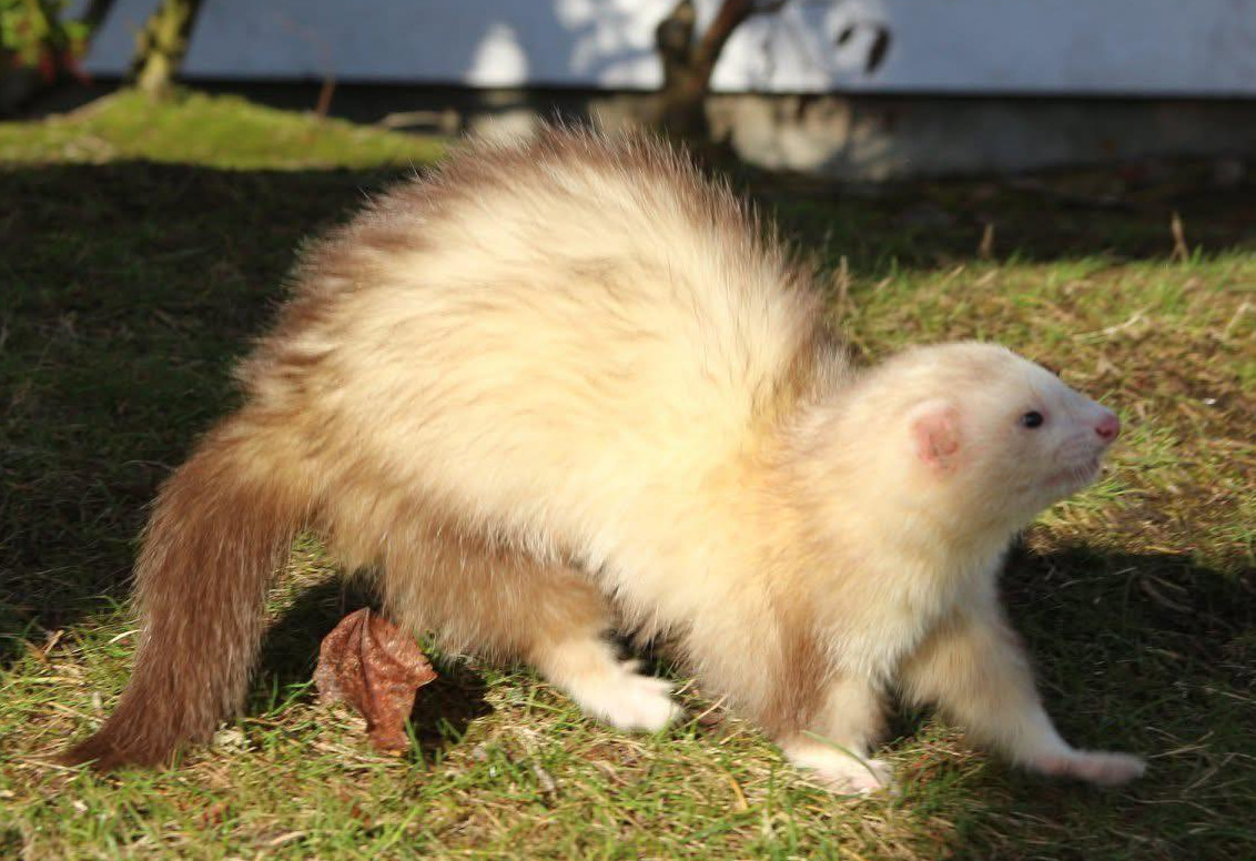 A domestic champagne-colored ferret outdoors. ©Vondelle McLaughlin