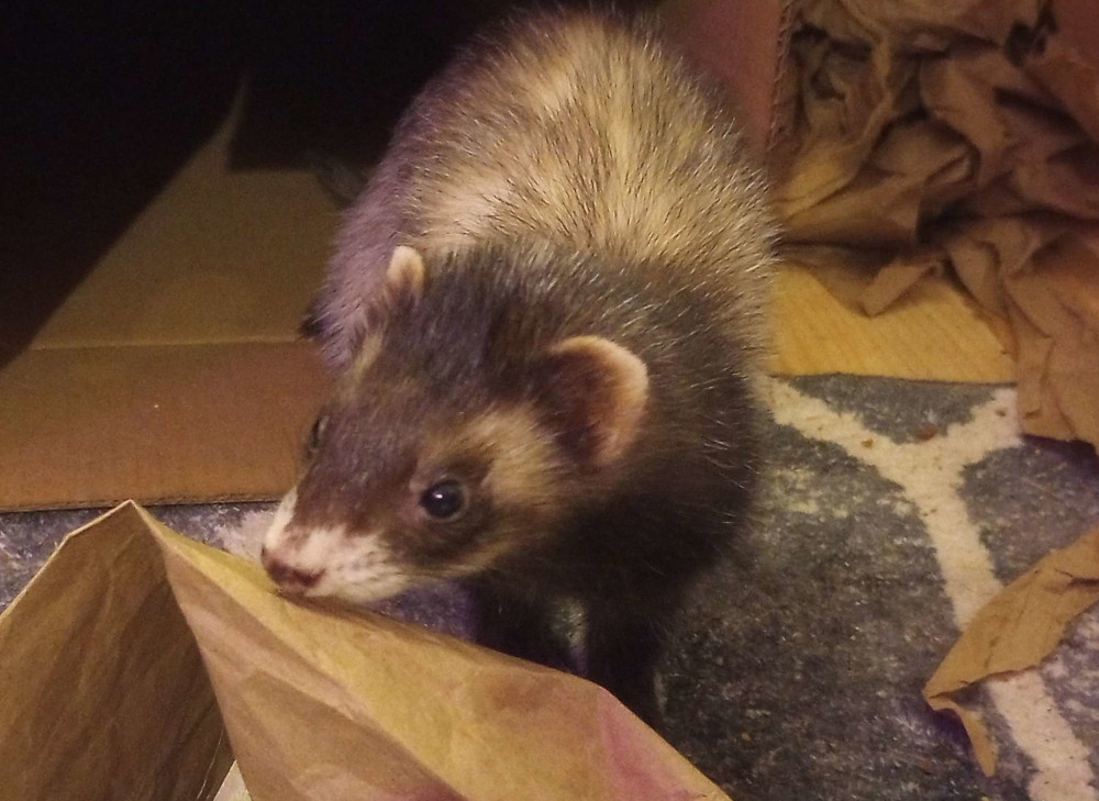 A domestic sable-colored ferret indoors. ©Mevima Winn