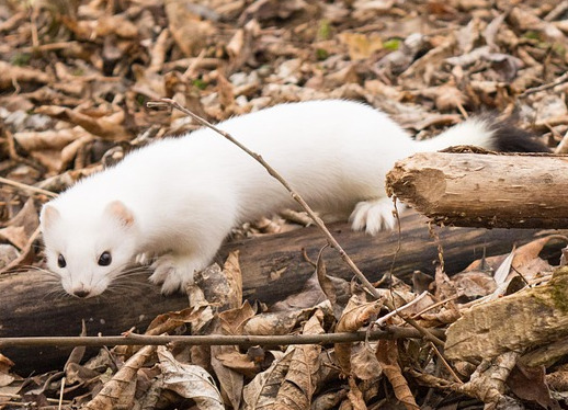 A wild white ermine in the woods. Stock photo.