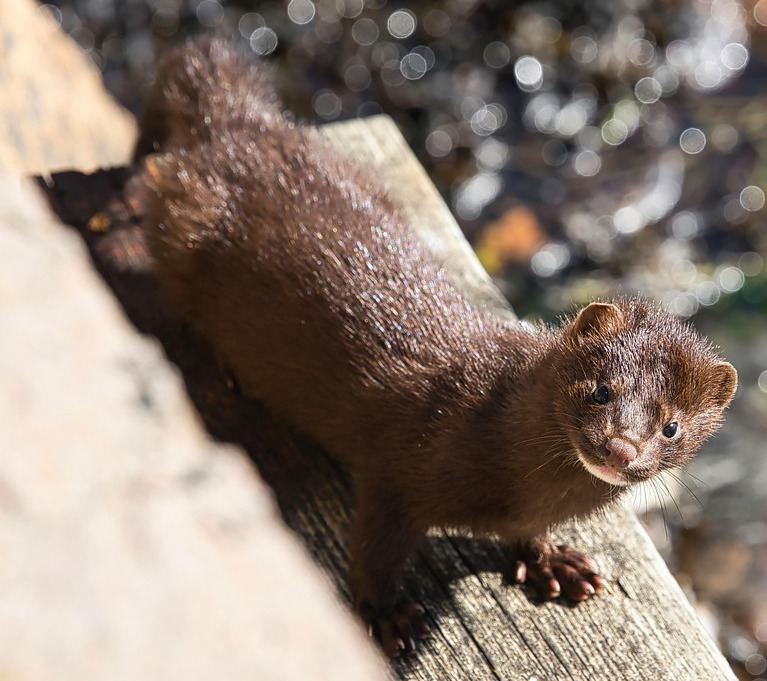 A wild black mink with a fish it caught. Stock photo.