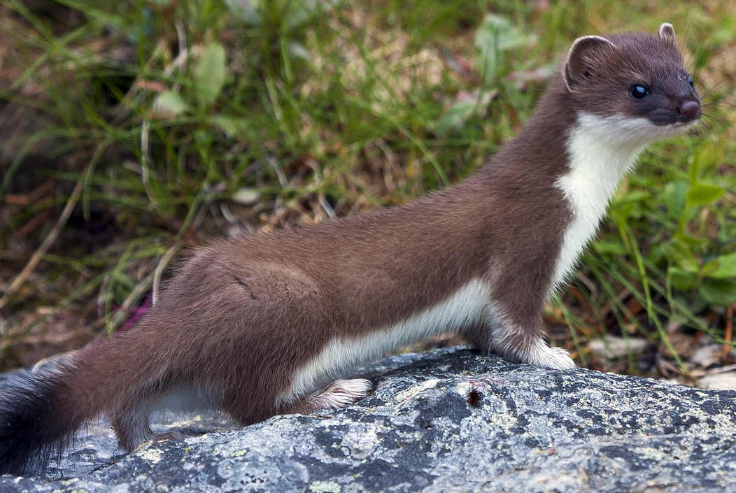 A wild brown weasel on concrete. Stock photo.
