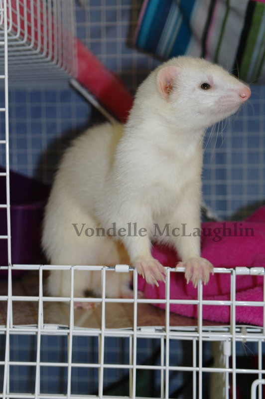 Ferret Photo (c) Vondelle McLaughlin