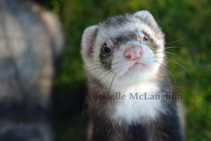 Ferret Photo (c) Vondelle McLaughlin