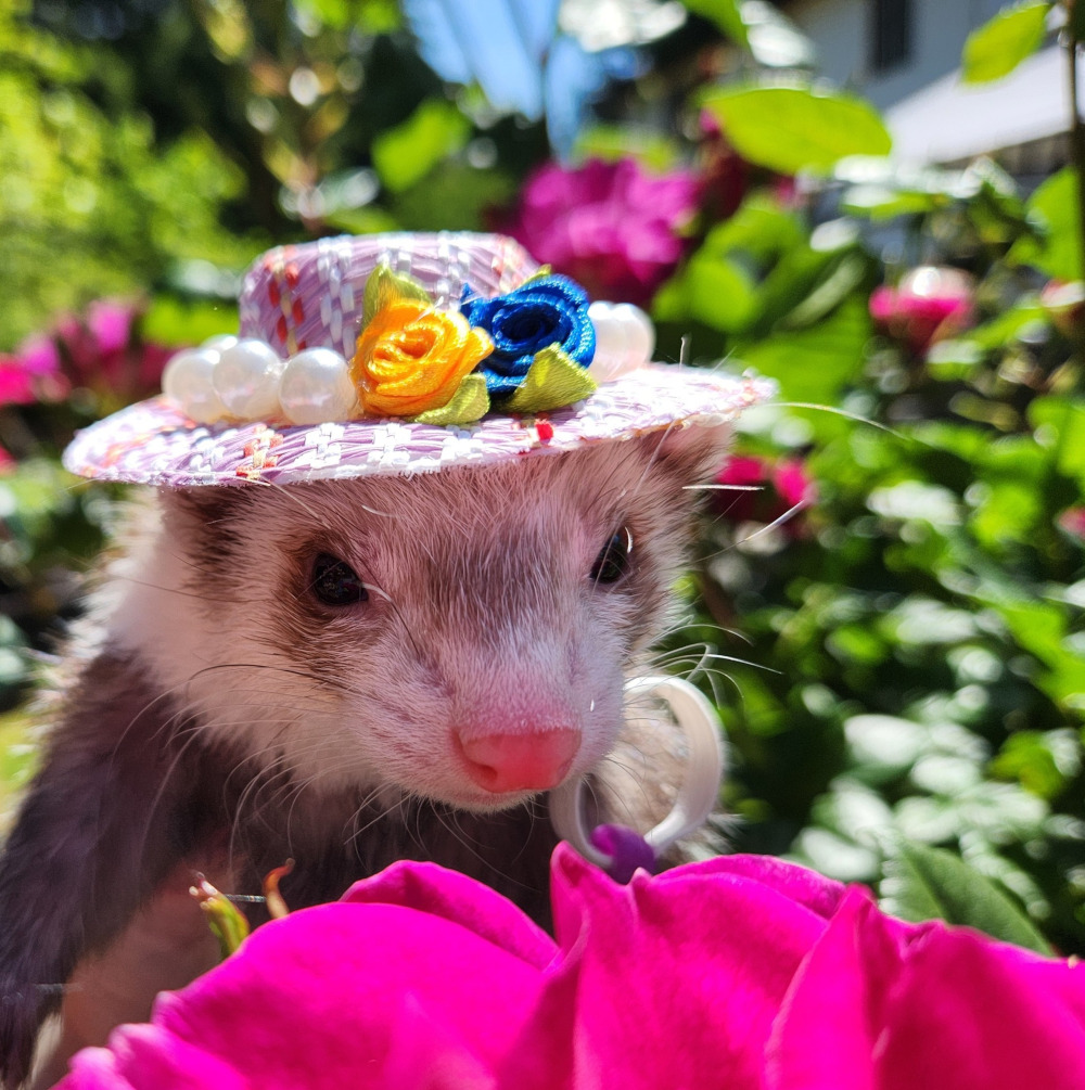 A closeup of a ferret in a pretty floral hat. ©Vondelle McLaughlin