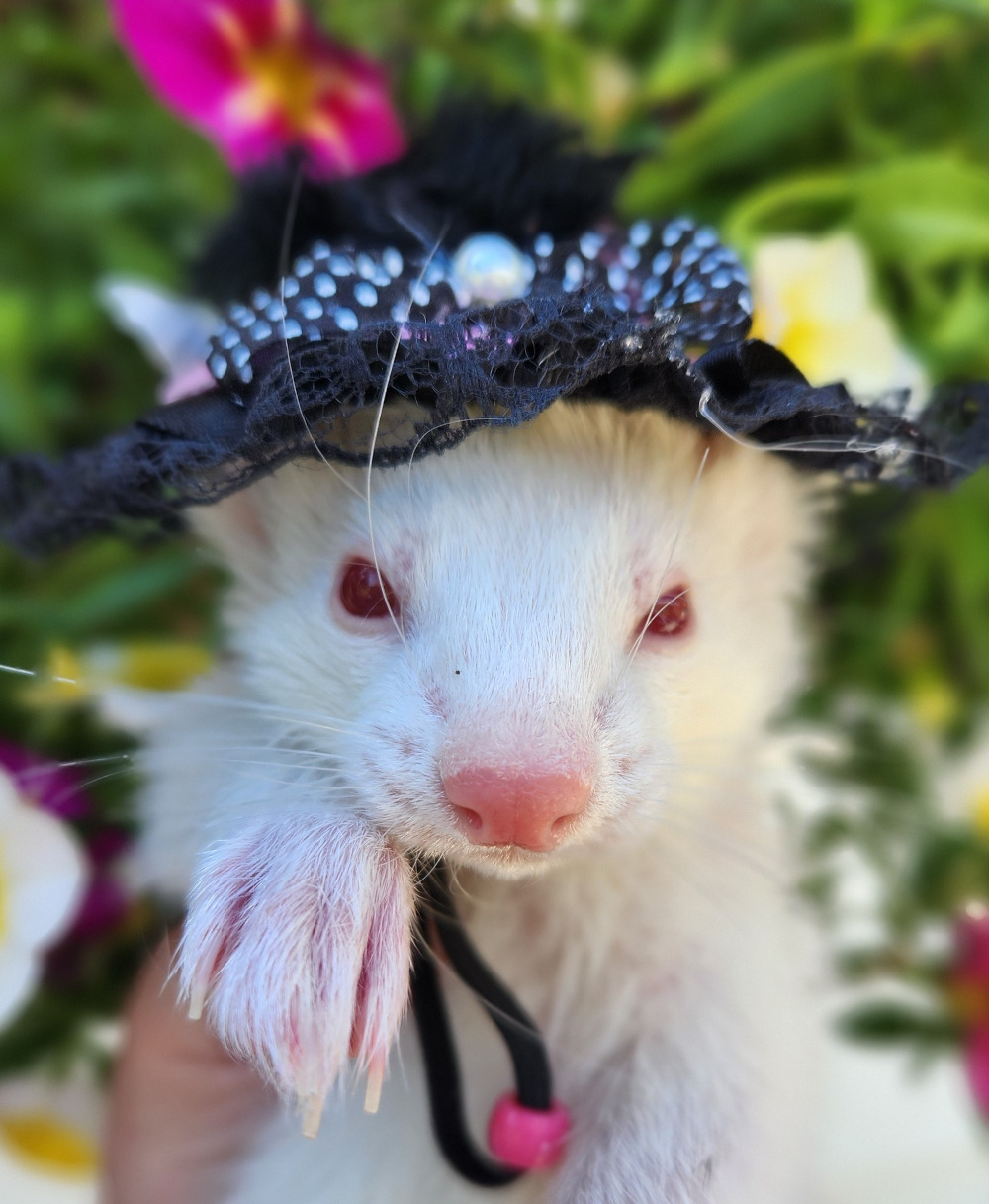 A closeup of a ferret in a pretty floral hat. ©Vondelle McLaughlin