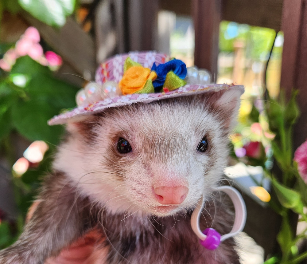 A closeup of a ferret in a pretty floral hat. ©Vondelle McLaughlin